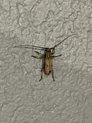 Eburia mutica