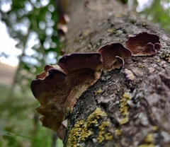 Trichaptum biforme