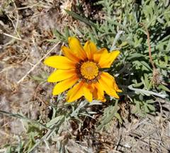 Gazania linearis