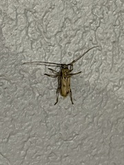 Eburia mutica