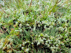Kelleria paludosa