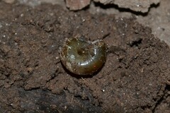 Oxychilus navarricus