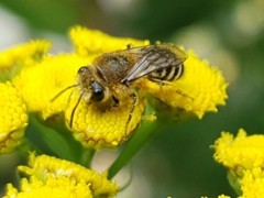 Colletes