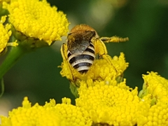 Colletes