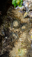 Anthopleura dixoniana