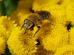 Colletes