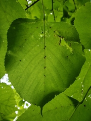 Eriophyes exilis