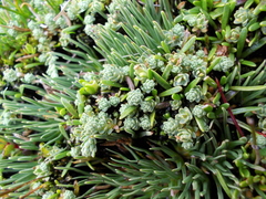 Kelleria paludosa