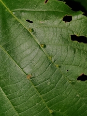 Eriophyes exilis