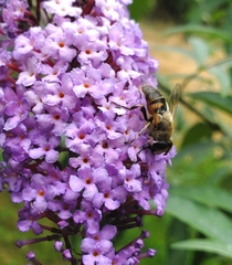 Eristalis tenax