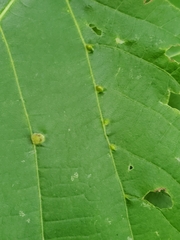 Eriophyes exilis