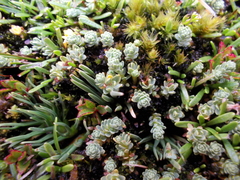 Kelleria paludosa
