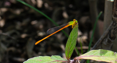 Ceriagrion auranticum
