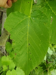 Eriophyes exilis