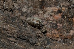 Oxychilus navarricus