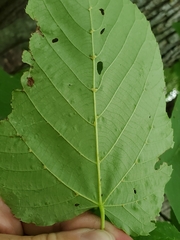 Eriophyes exilis