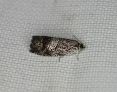 Ofatulena duodecemstriata