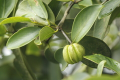 Garcinia gummi-gutta