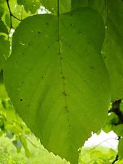 Eriophyes exilis