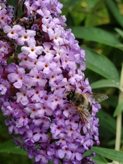Eristalis tenax