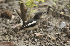 Copsychus saularis