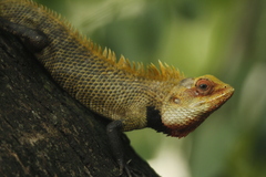 Calotes versicolor