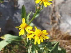 Senecio pyrenaicus