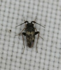 Spanagonicus albofasciatus