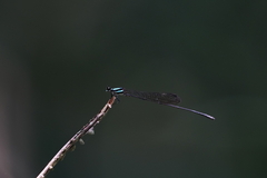 Prodasineura collaris