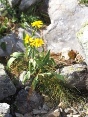 Senecio pyrenaicus