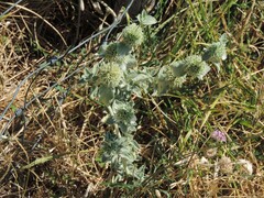 Marrubium incanum