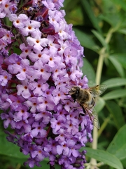 Eristalis tenax