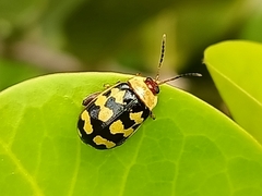 Alagoasa jacobiana