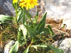 Senecio pyrenaicus