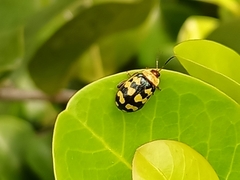 Alagoasa jacobiana