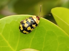 Alagoasa jacobiana