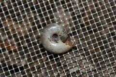 Aegopinella nitidula