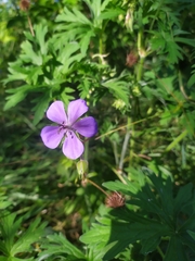 Geranium collinum