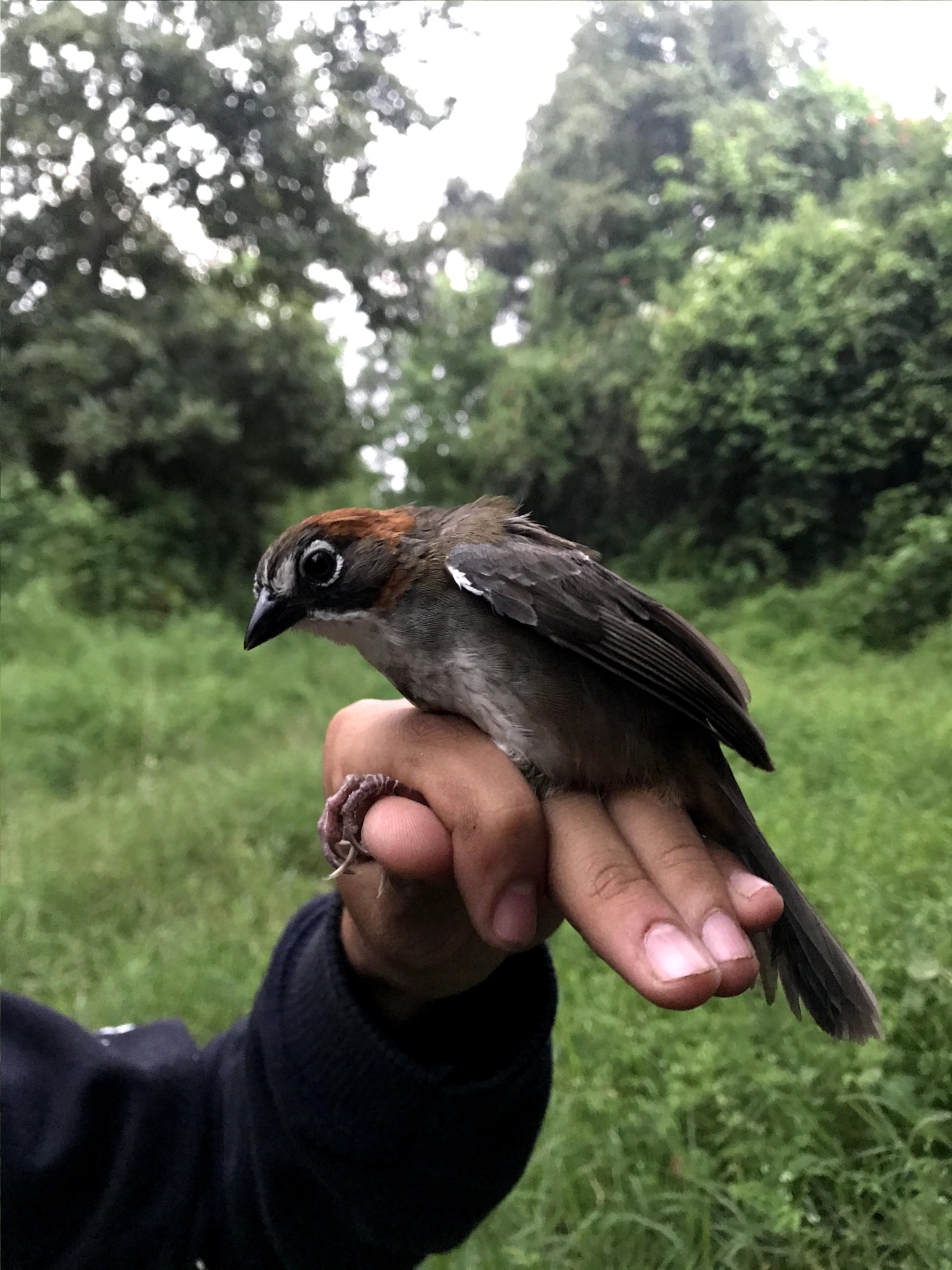 Rusty-crowned Ground-Sparrow illustration