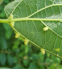 Celticecis pyriformis