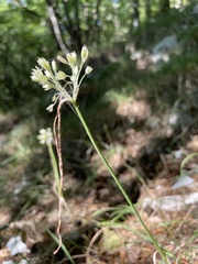 Allium tenuiflorum