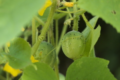 Cucumis sativus hardwickii