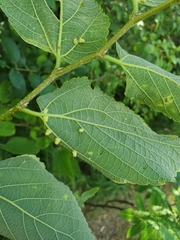 Celticecis pyriformis