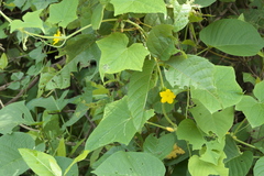 Cucumis sativus hardwickii