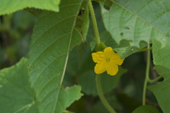 Cucumis sativus hardwickii