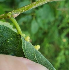 Celticecis pyriformis