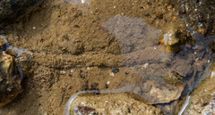 Ochetostoma erythrogrammon