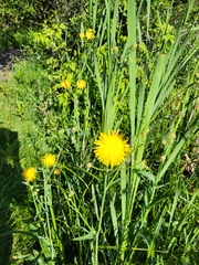 Sonchus arvensis