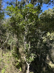 Denhamia bilocularis