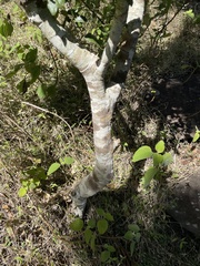 Denhamia bilocularis